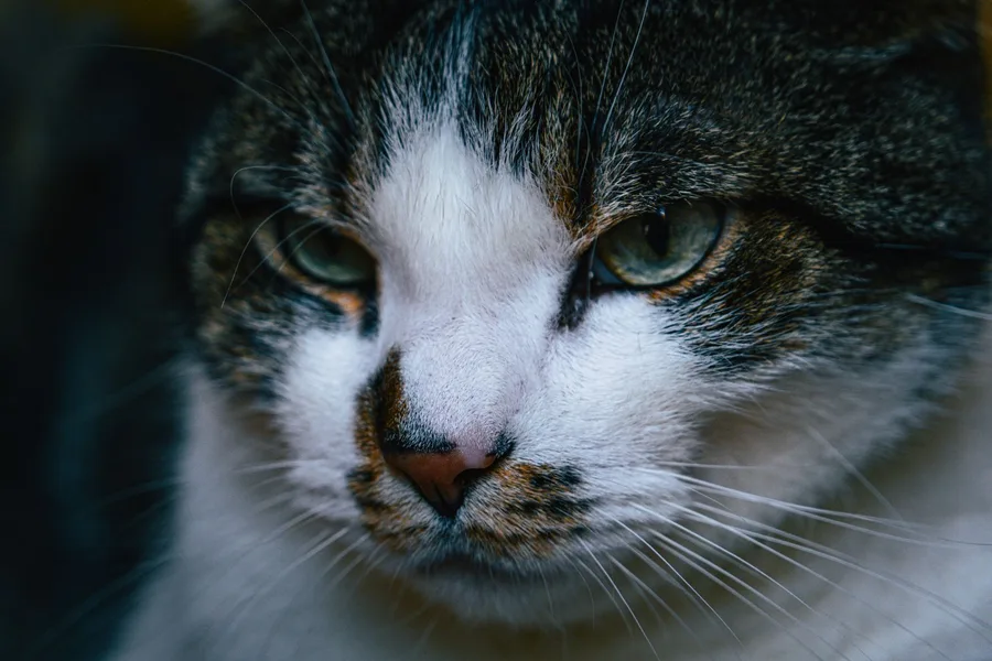 Natural pet photography in a friendly clinic setting
