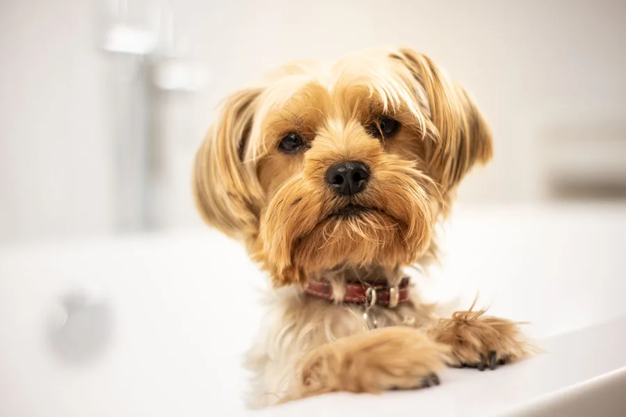 Natural pet photography in a friendly clinic setting