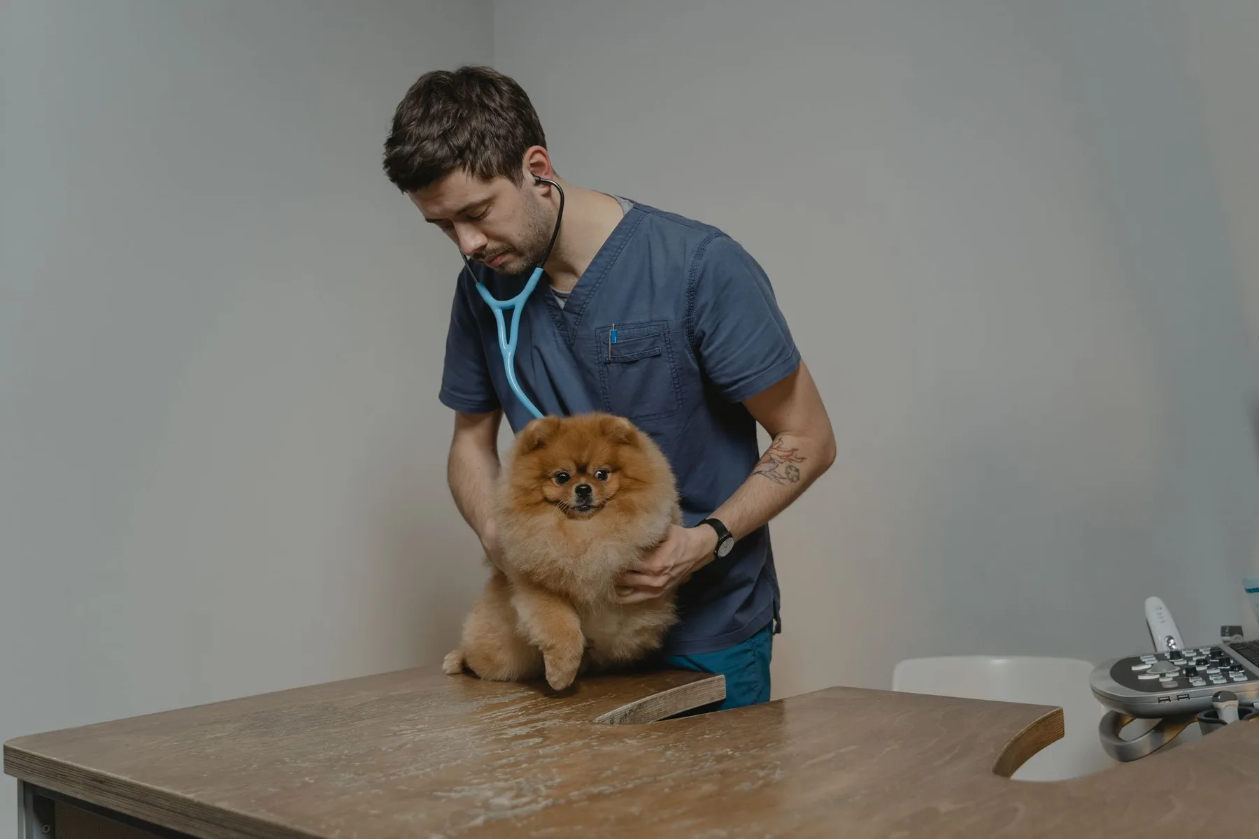 Natural pet photography in a friendly clinic setting